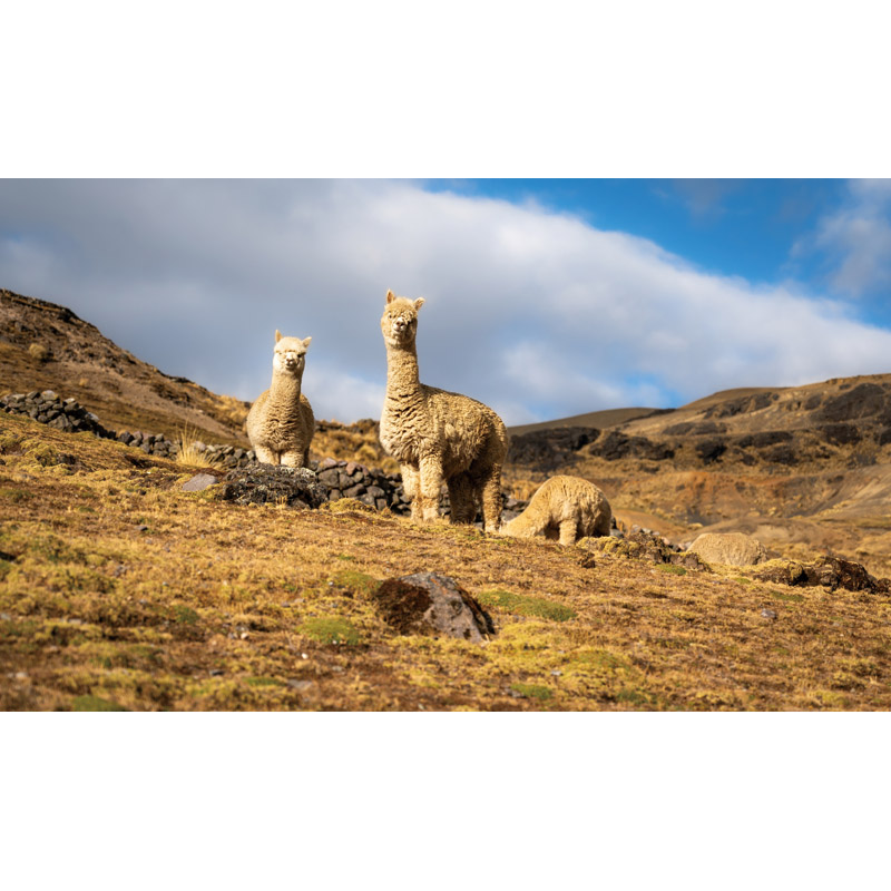 アルパカ入りウール毛布（毛羽部分） | Alpaca（アルパカ）シリーズの